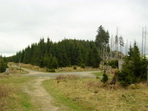 Forest path in the Harz Mountains with green spruces
