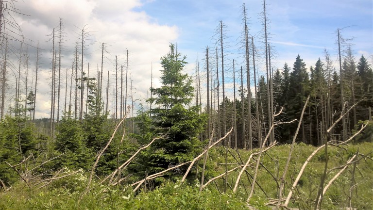 Abgestorbener Wald mit jungen grünen Fichten