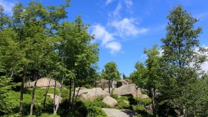Grüne Bäume und Felsen unter blauem Himmel