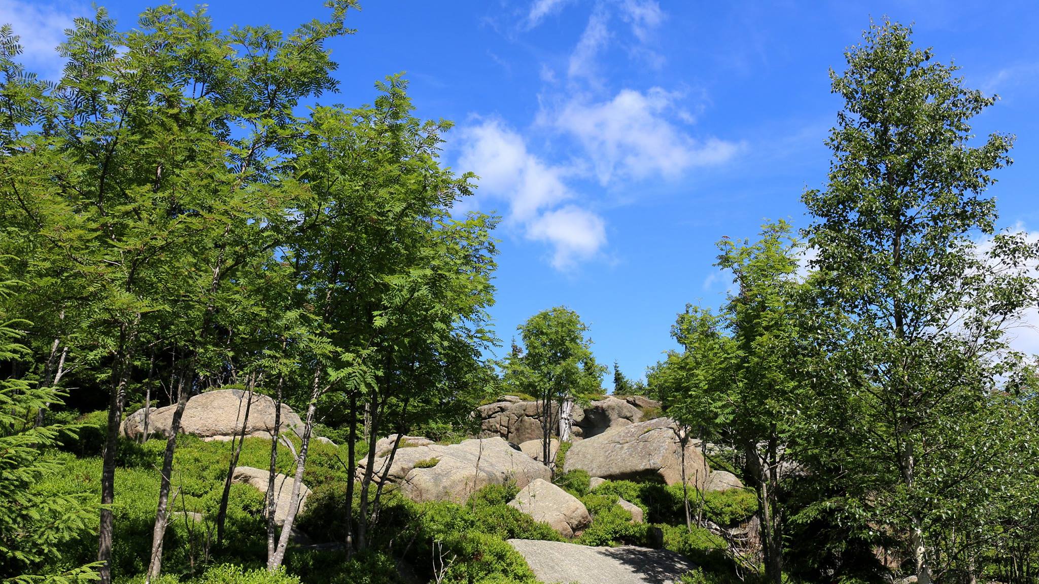 Grüne Bäume und Felsen unter blauem Himmel