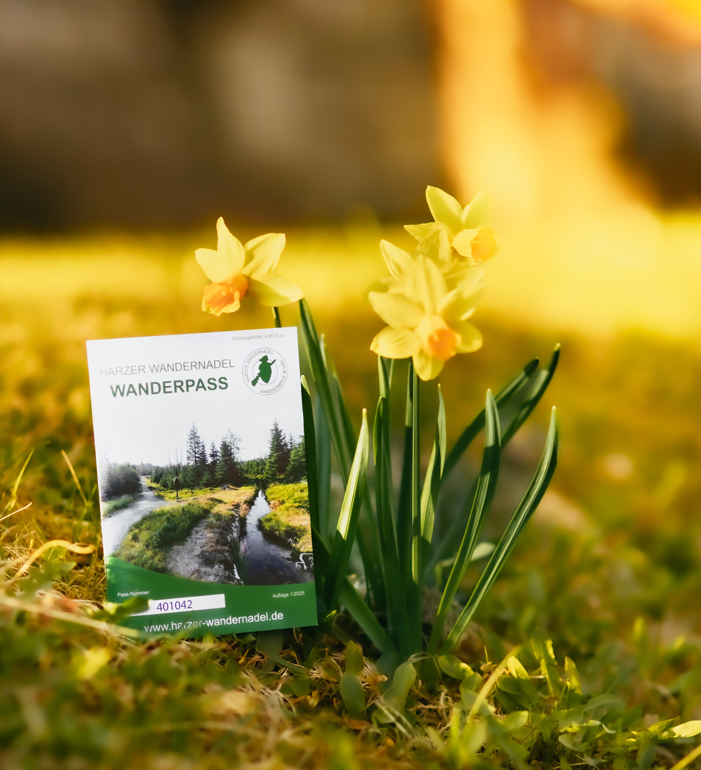 Wandelpas Harzer Wandernadel naast gele narcissen