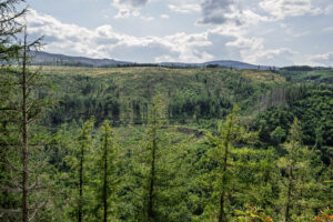 Grüne Berglandschaft mit Tannen und bewölktem Himmel