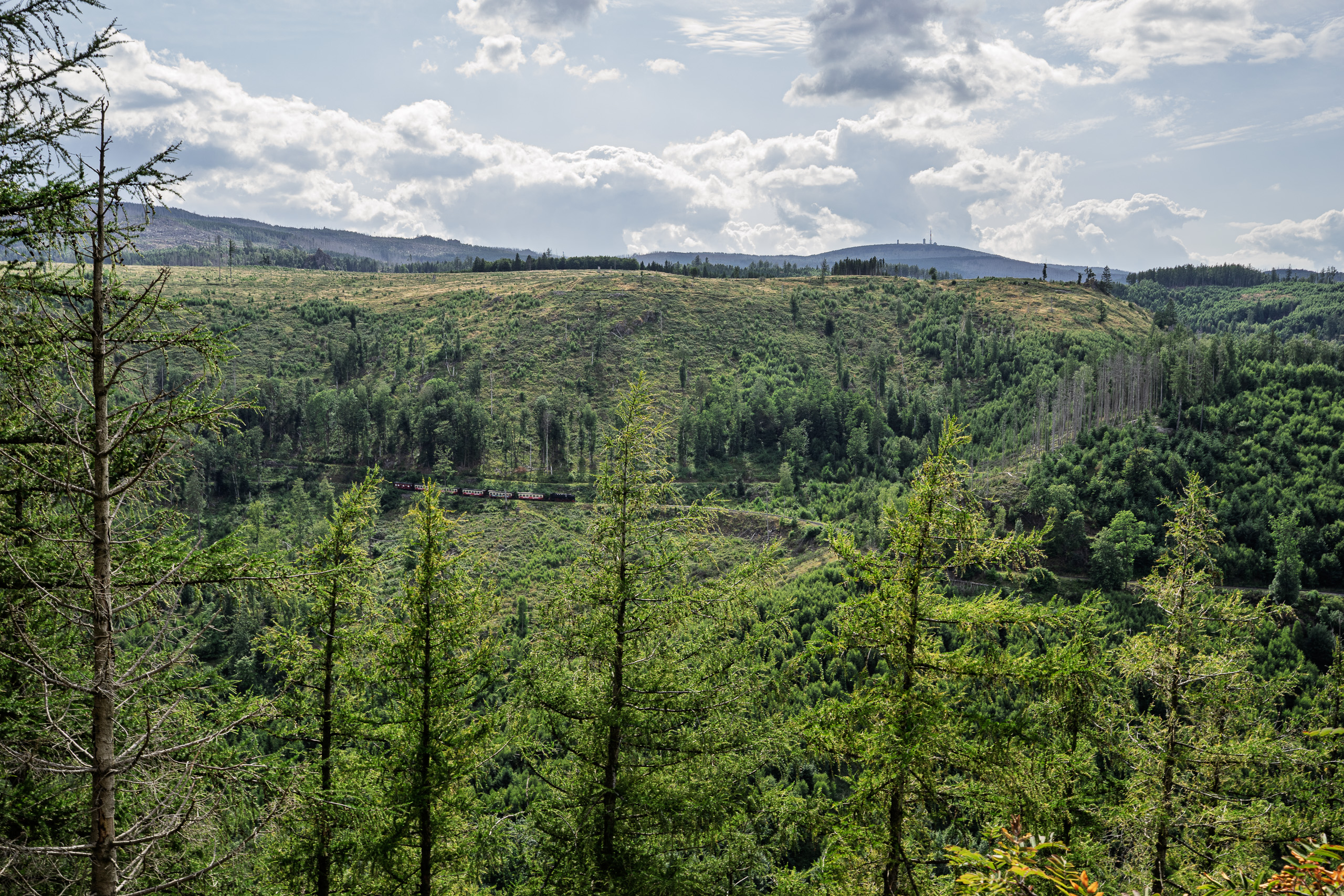 Grüne Berglandschaft mit Tannen und bewölktem Himmel